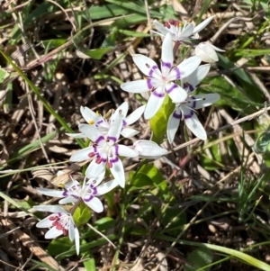 Wurmbea dioica subsp. dioica at Strathnairn, ACT - 30 Aug 2024