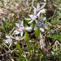 Wurmbea dioica subsp. dioica at Strathnairn, ACT - 30 Aug 2024