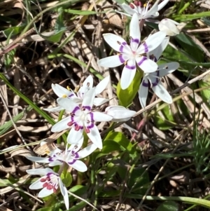 Wurmbea dioica subsp. dioica at Strathnairn, ACT - 30 Aug 2024