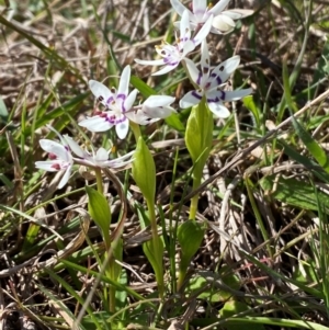 Wurmbea dioica subsp. dioica at Strathnairn, ACT - 30 Aug 2024