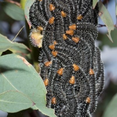 Perginae sp. (subfamily) (Unidentified pergine sawfly) at Whitlam, ACT - 30 Aug 2024 by AlisonMilton