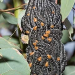 Perginae sp. (subfamily) at Whitlam, ACT - 30 Aug 2024 11:08 AM