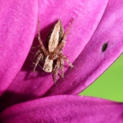 Oxyopes sp. (genus) (Lynx spider) at Wodonga, VIC - 29 Aug 2024 by KylieWaldon