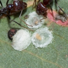 Glycaspis sp. (genus) (Unidentified sugary lerp) at Namarag NR - 30 Aug 2024 by AlisonMilton