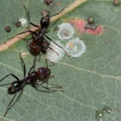 Iridomyrmex purpureus (Meat Ant) at Whitlam, ACT - 30 Aug 2024 by AlisonMilton