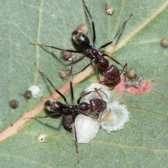 Iridomyrmex purpureus at Whitlam, ACT - 30 Aug 2024