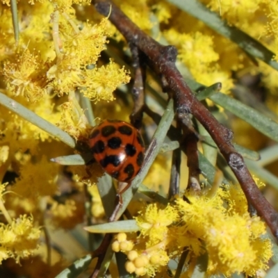 Harmonia conformis (Common Spotted Ladybird) at Parkes, ACT - 29 Aug 2024 by AlisonMilton