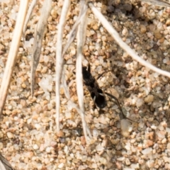 Dieuches sp. (genus) (Black and White Seed Bug) at Denman Prospect, ACT - 30 Aug 2024 by AlisonMilton