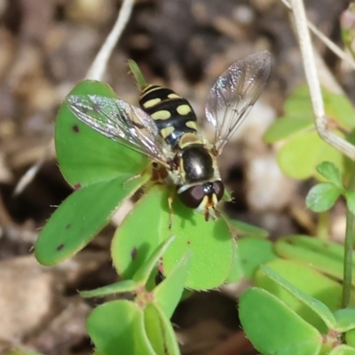 Simosyrphus grandicornis (Common hover fly) at Wodonga, VIC - 29 Aug 2024 by KylieWaldon