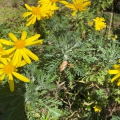 Euryops chrysanthemoides (South African Bush Daisy) at Yarralumla, ACT - 30 Aug 2024 by ruthkerruish