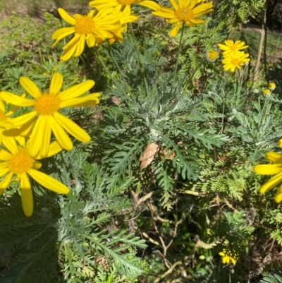 Euryops chrysanthemoides (South African Bush Daisy) at Yarralumla, ACT - 30 Aug 2024 by ruthkerruish