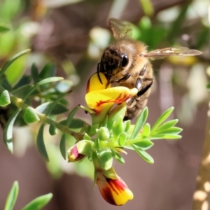 Apis mellifera at Wodonga, VIC - 30 Aug 2024 11:18 AM