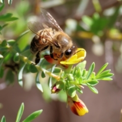 Apis mellifera at Wodonga, VIC - 30 Aug 2024 11:18 AM