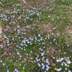 Ipheion uniflorum (Spring Star-flower) at Yarralumla, ACT - 30 Aug 2024 by ruthkerruish