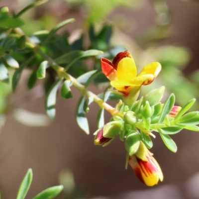 Unidentified Pea at Wodonga, VIC - 30 Aug 2024 by KylieWaldon