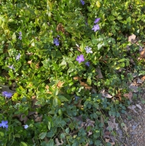 Vinca major at Yarralumla, ACT - 30 Aug 2024