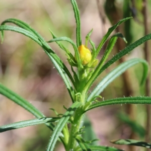 Xerochrysum viscosum at Wodonga, VIC - 30 Aug 2024 11:19 AM