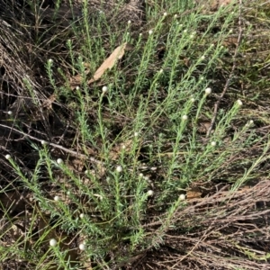 Rhodanthe anthemoides at Strathnairn, ACT - 30 Aug 2024 01:53 PM