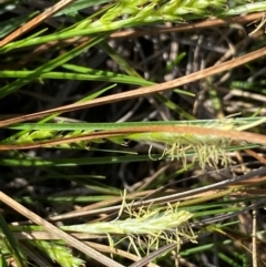 Carex breviculmis (Short-Stem Sedge) at Strathnairn, ACT - 30 Aug 2024 by SteveBorkowskis