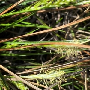 Carex breviculmis at Strathnairn, ACT - 30 Aug 2024 01:52 PM