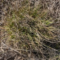 Carex breviculmis at Strathnairn, ACT - 30 Aug 2024 01:52 PM