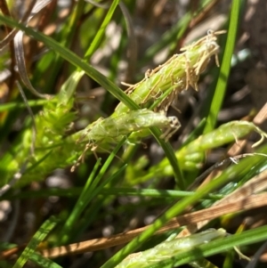 Carex breviculmis at Strathnairn, ACT - 30 Aug 2024 01:52 PM