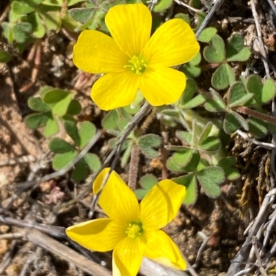 Oxalis sp. (Wood Sorrel) at Strathnairn, ACT - 30 Aug 2024 by SteveBorkowskis