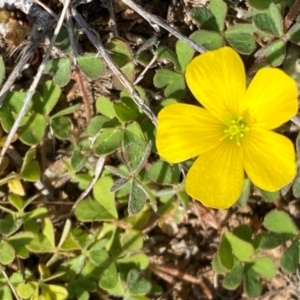 Oxalis sp. at Strathnairn, ACT - 30 Aug 2024 12:43 PM