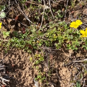 Oxalis sp. at Strathnairn, ACT - 30 Aug 2024 12:43 PM