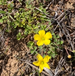 Oxalis sp. at Strathnairn, ACT - 30 Aug 2024 12:43 PM