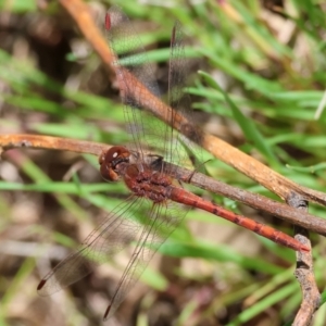 Diplacodes bipunctata at Wodonga, VIC - 30 Aug 2024