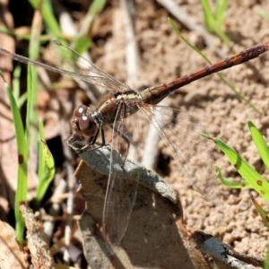 Diplacodes bipunctata at Wodonga, VIC - 30 Aug 2024