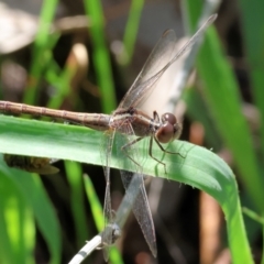 Diplacodes bipunctata at Wodonga, VIC - 30 Aug 2024