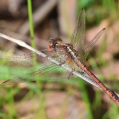 Diplacodes bipunctata at Wodonga, VIC - 30 Aug 2024