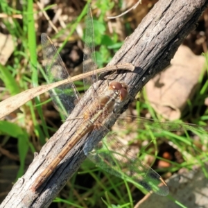 Diplacodes bipunctata at Wodonga, VIC - 30 Aug 2024