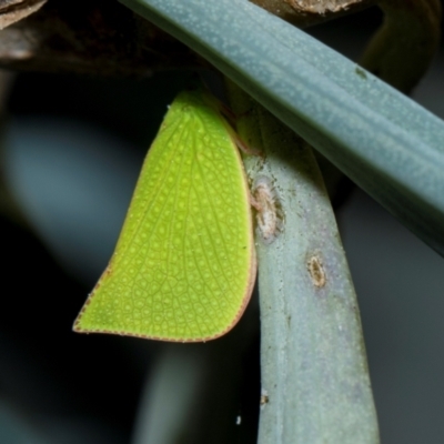 Siphanta acuta (Green planthopper, Torpedo bug) at Higgins, ACT - 29 Aug 2024 by AlisonMilton