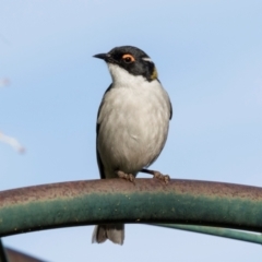 Melithreptus lunatus (White-naped Honeyeater) at Higgins, ACT - 27 Aug 2024 by AlisonMilton