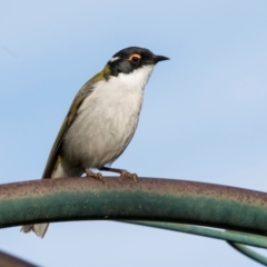 Melithreptus lunatus at Higgins, ACT - 27 Aug 2024