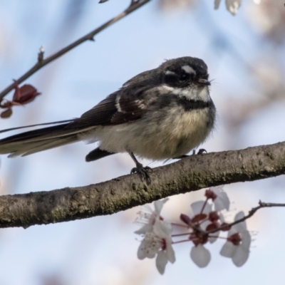 Rhipidura albiscapa (Grey Fantail) at Higgins, ACT - 26 Aug 2024 by AlisonMilton