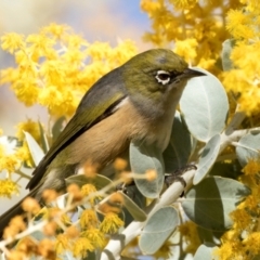 Zosterops lateralis (Silvereye) at Higgins, ACT - 27 Aug 2024 by AlisonMilton