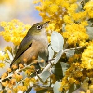 Zosterops lateralis at Higgins, ACT - 27 Aug 2024