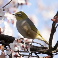 Zosterops lateralis at Higgins, ACT - 27 Aug 2024