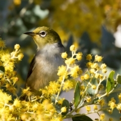 Zosterops lateralis at Higgins, ACT - 27 Aug 2024