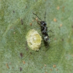 Glycaspis sp. (genus) (Unidentified sugary lerp) at Whitlam, ACT - 30 Aug 2024 by AlisonMilton