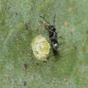 Glycaspis sp. (genus) at Whitlam, ACT - 30 Aug 2024 11:18 AM