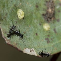 Glycaspis sp. (genus) at Whitlam, ACT - 30 Aug 2024 11:18 AM