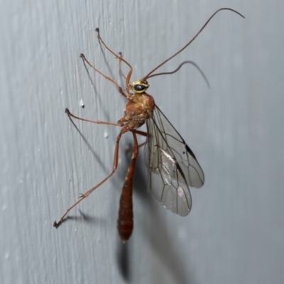 Dicamptus fuscicornis (Ichneumon wasp) at Higgins, ACT - 29 Aug 2024 by AlisonMilton