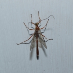 Dicamptus fuscicornis at Higgins, ACT - 29 Aug 2024 07:03 PM