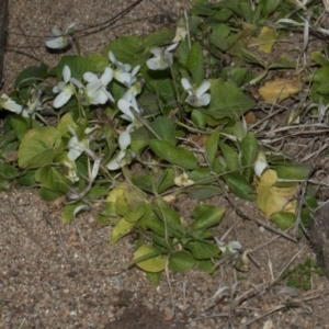 Viola odorata at Denman Prospect, ACT - 30 Aug 2024