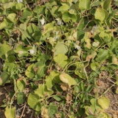 Viola odorata at Denman Prospect, ACT - 30 Aug 2024